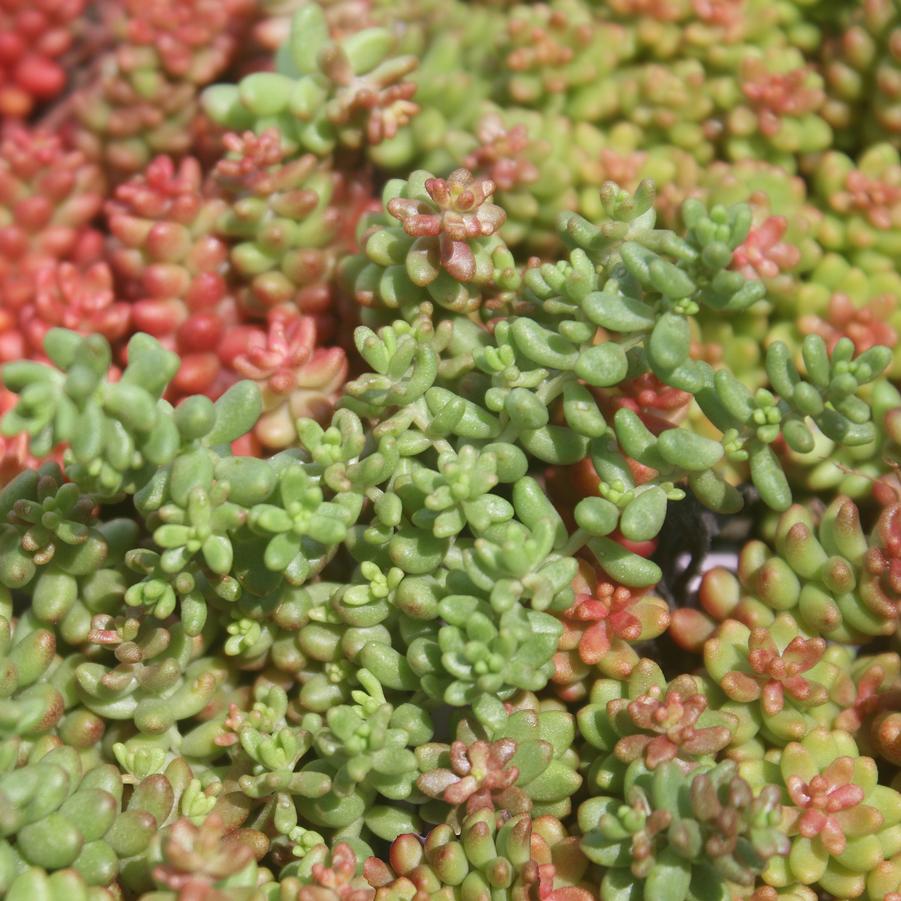 Sedum stefco 