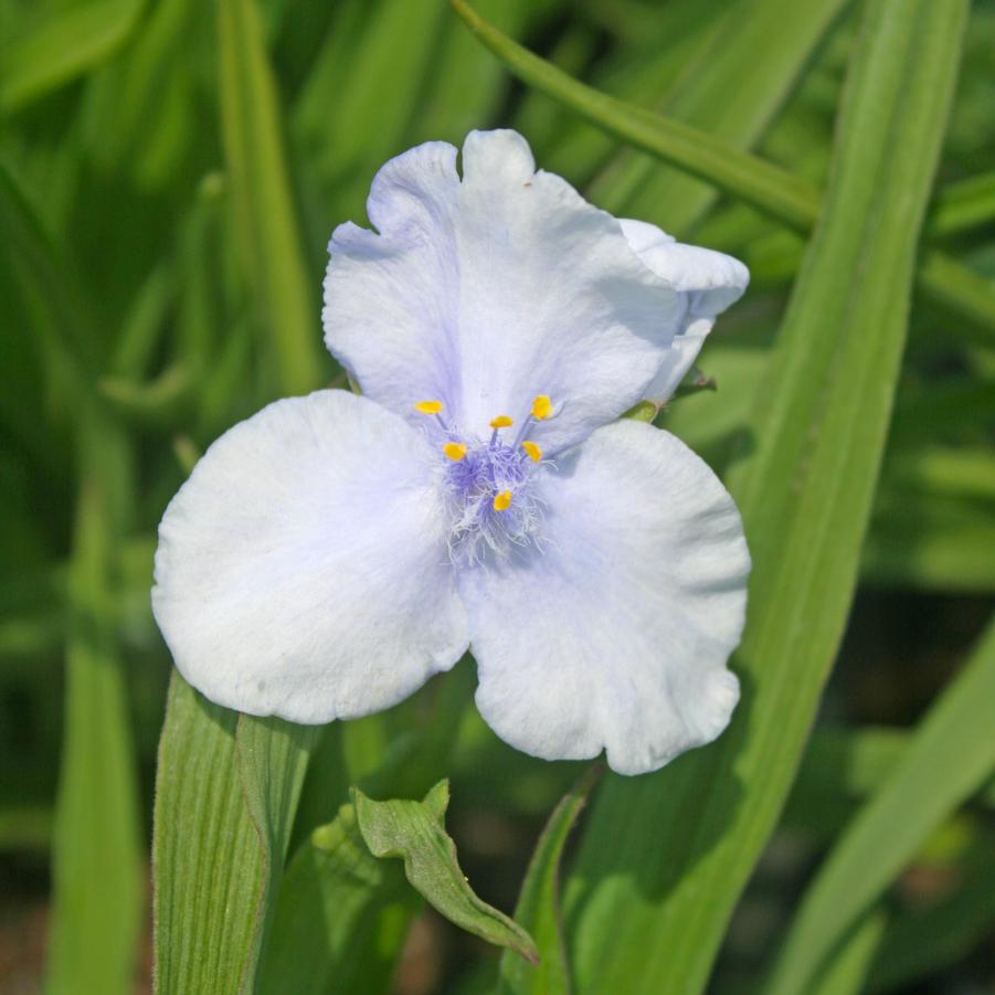 Tradescantia Ocean Blue