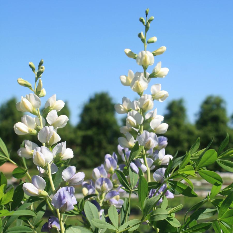 Baptisia Prairieblues Lunar Eclipse