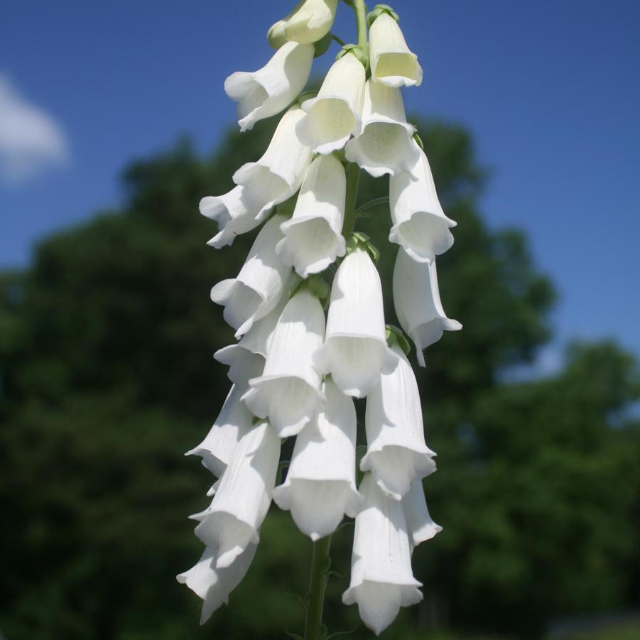 Digitalis purpurea Snow Thimble