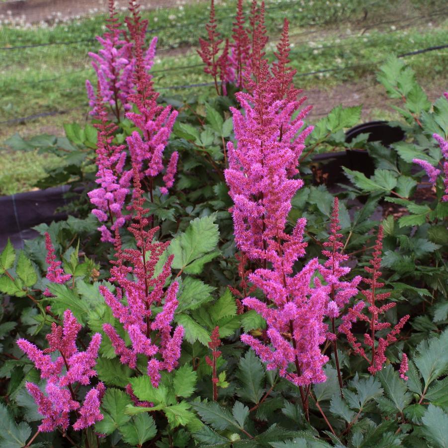 Astilbe chinensis Vision in Red