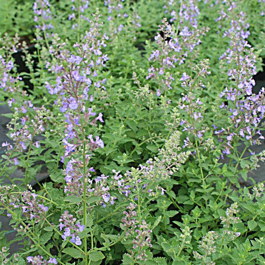 Nepeta faassenii Junior Walker