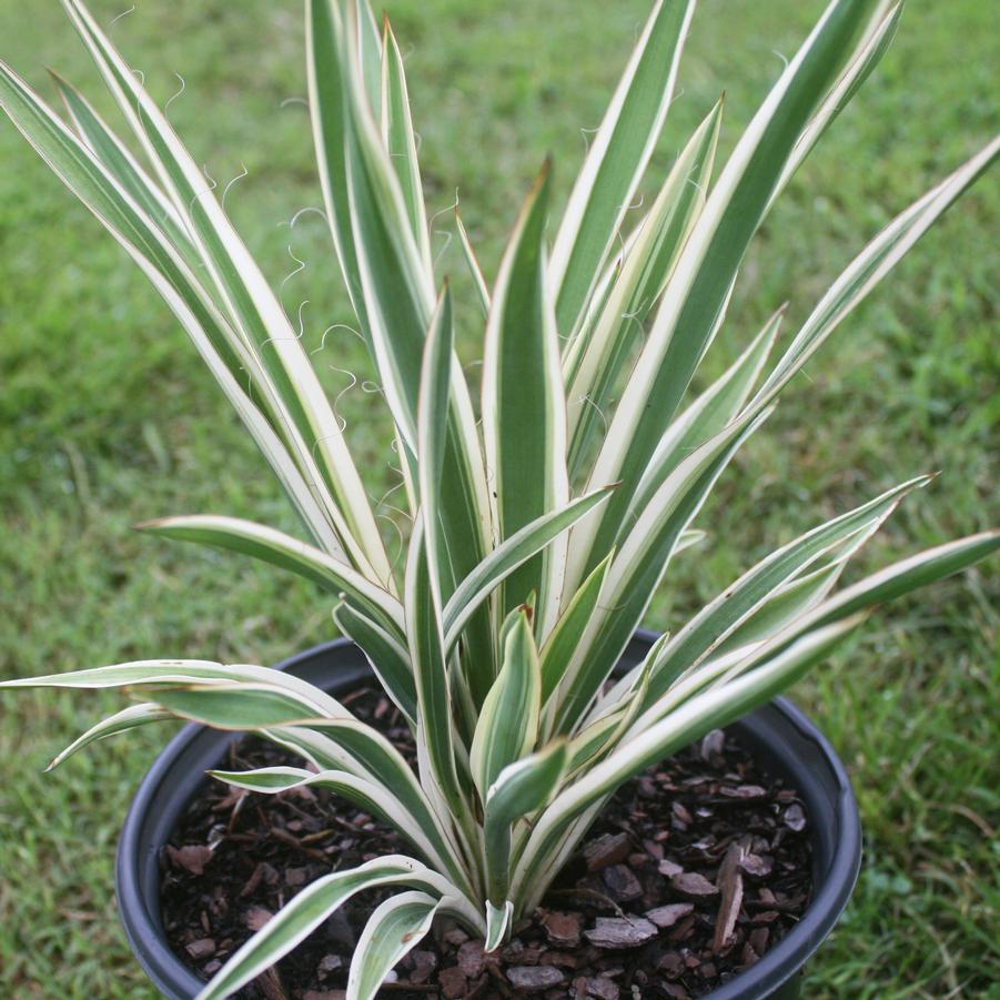 Yucca filamentosa Variegata