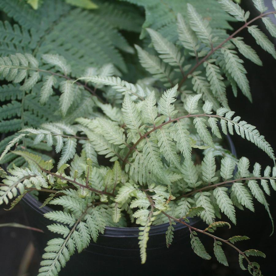 Athyrium niponicum pictum Pearly White