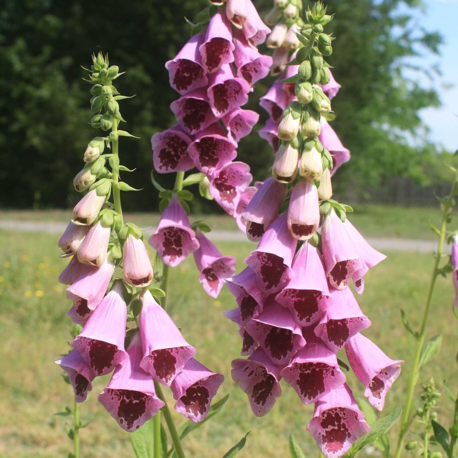 Digitalis purpurea Sugar Plum