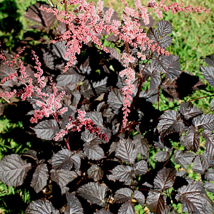 Astilbe arendsii Chocolate Shogun