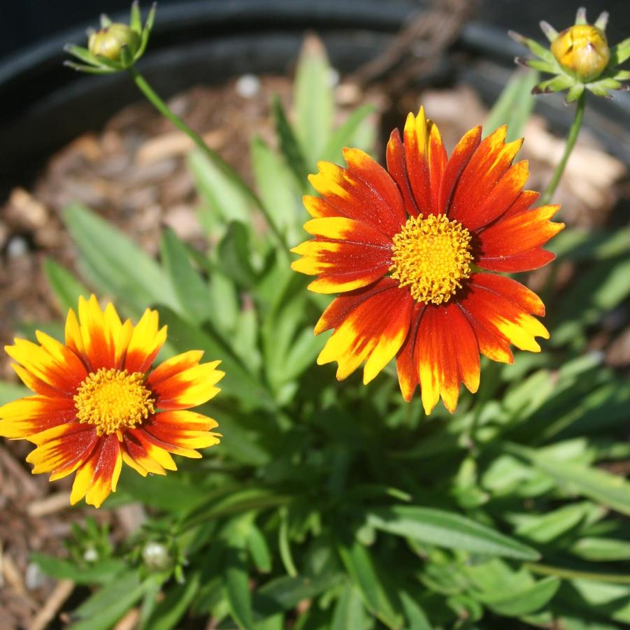 Coreopsis Li'l Bang Daybreak