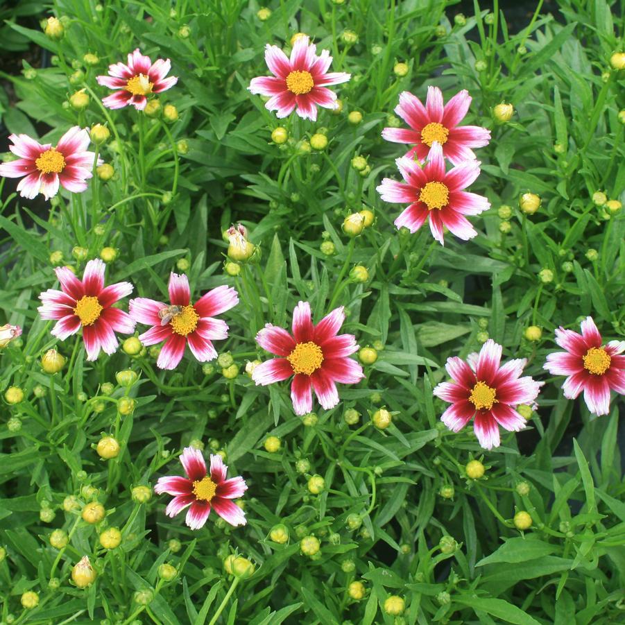 Coreopsis Li'l Bang Starstruck