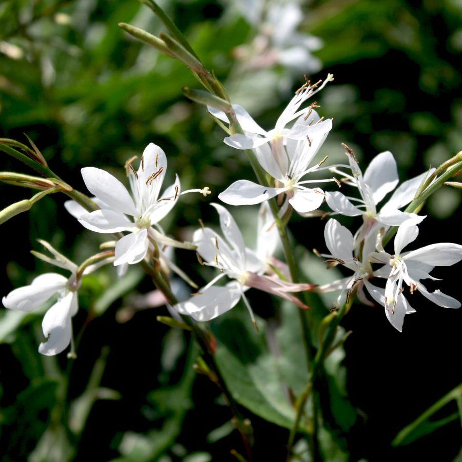 Gaura discount sparkle white