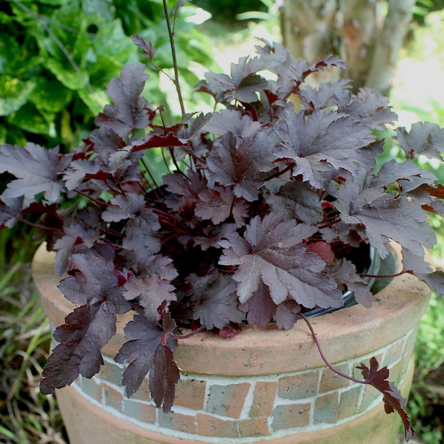 Heuchera Coco
