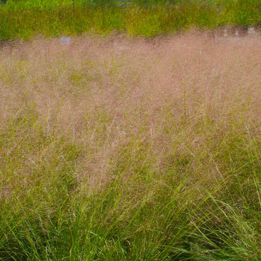 Muhlenbergia reverchonii Undaunted™