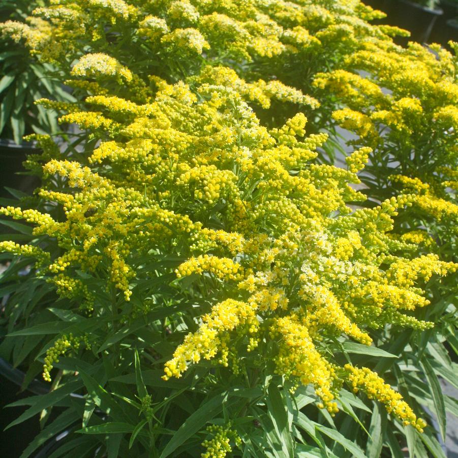 Solidago 'Sweety' Goldenrod from Sandy's Plants