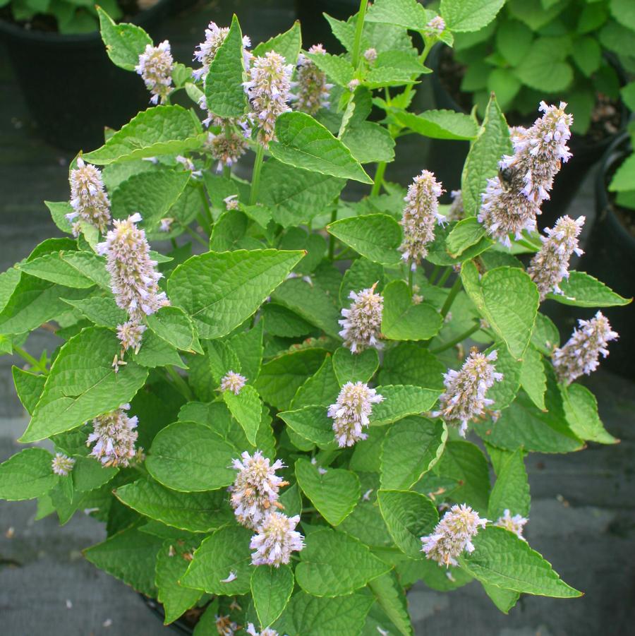 Agastache rugosa Honey Bee Blue