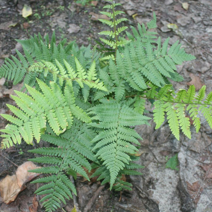 Dryopteris pulcherrima 