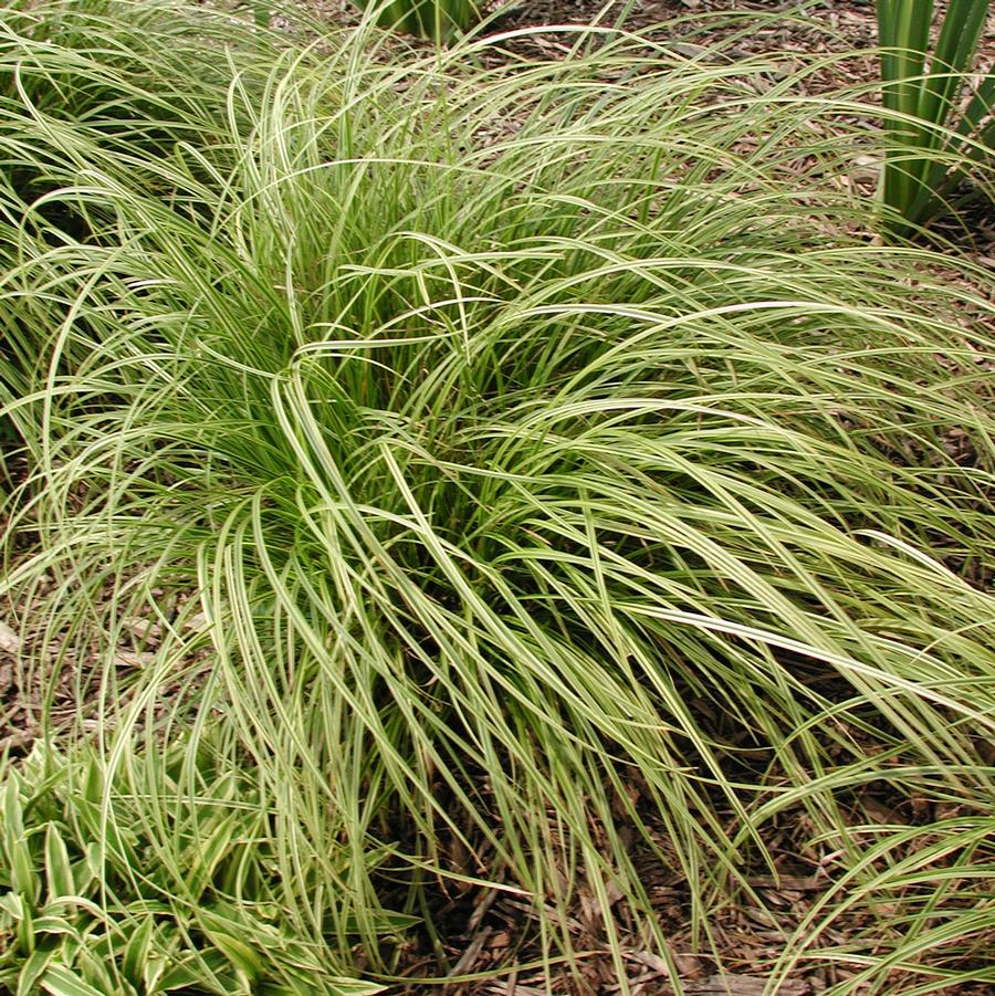 Carex dolichostachya Gold Fountains