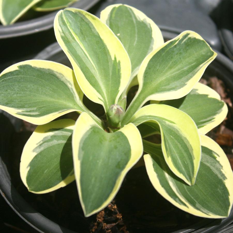 Hosta Mighty Mouse