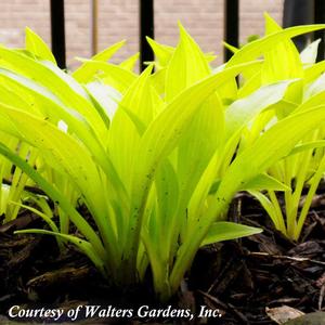 Hosta Munchkin Fire