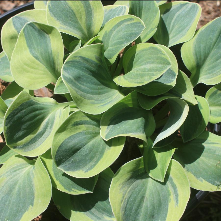 Hosta School Mouse