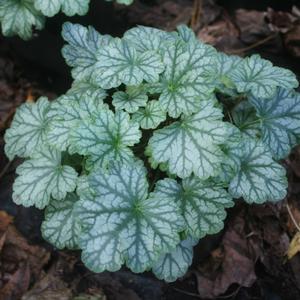 Heuchera Paris