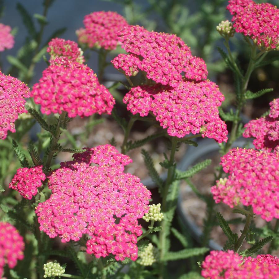 Achillea millefolium 'New Vintage™ Rose' Yarrow from Sandy's Plants