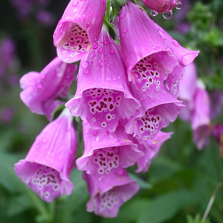 Digitalis purpurea Dalmation Purple