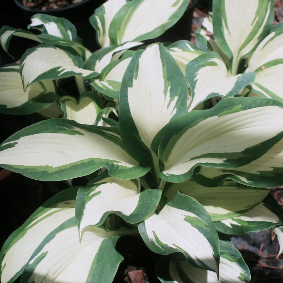 Hosta Hans