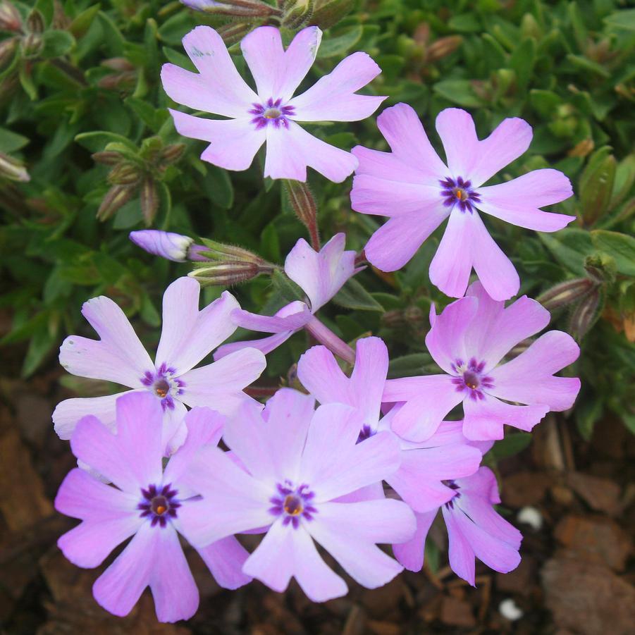 Phlox subulata Running with Scissors