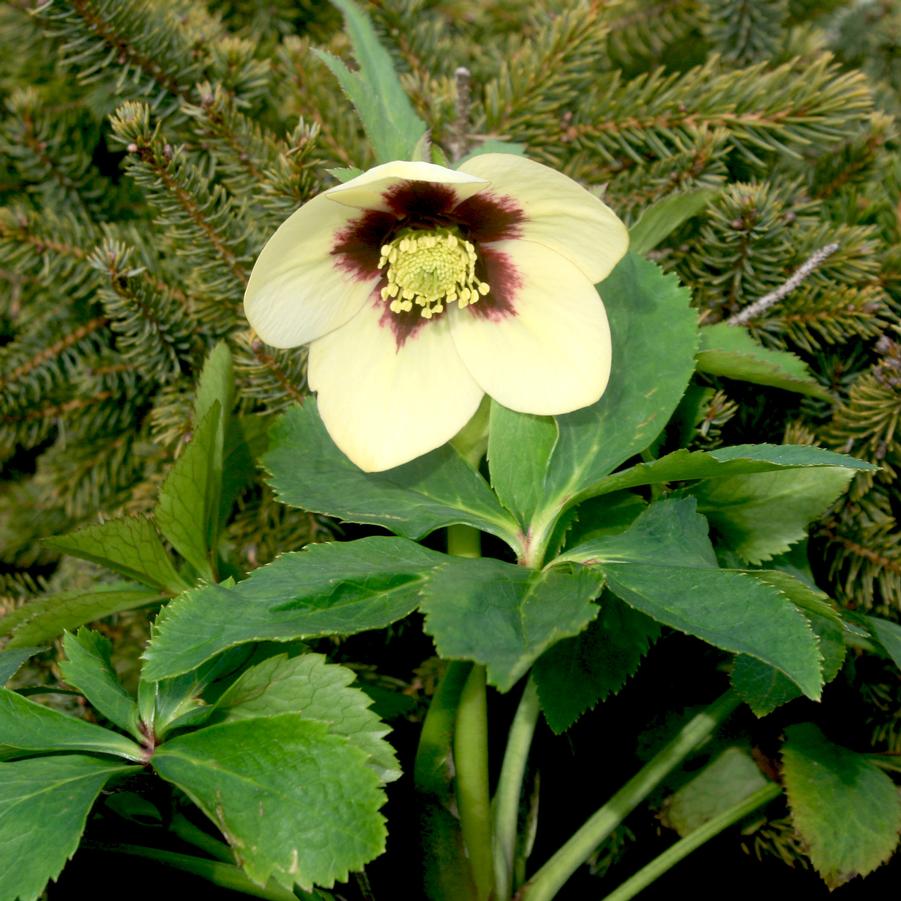 Helleborus orientalis Spanish Flare