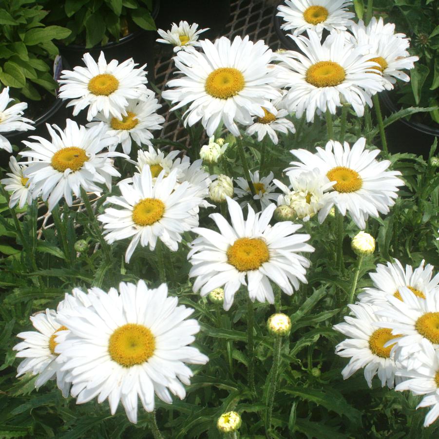 Leucanthemum superbum White Magic