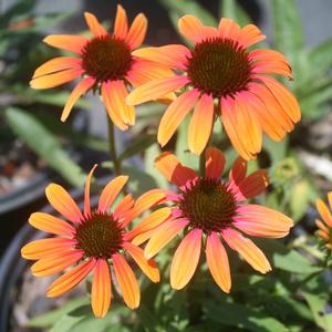 Echinacea Rainbow Marcella