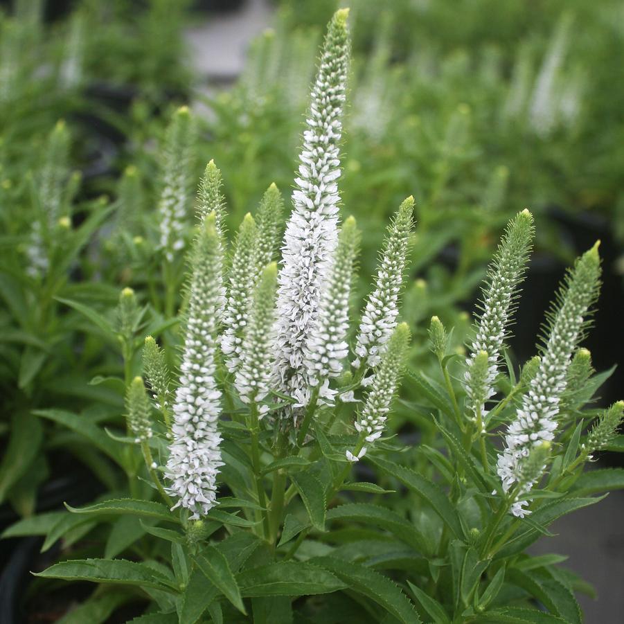 Veronica spicata Snow Candles