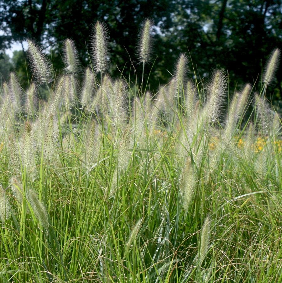 Pennisetum alopecuroides Cassian