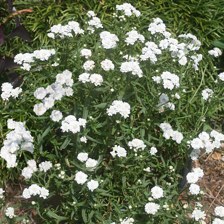 Achillea ptarmica Peter Cottontail