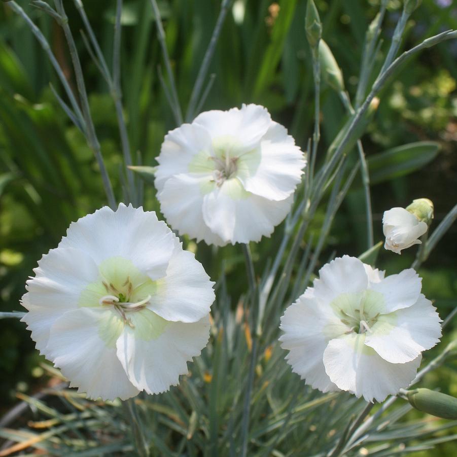 Dianthus American Pie Key Lime Pie