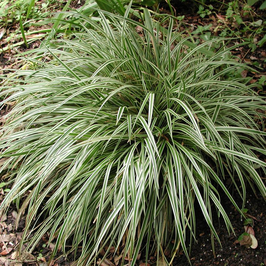 Carex morrowii Silver Sceptre