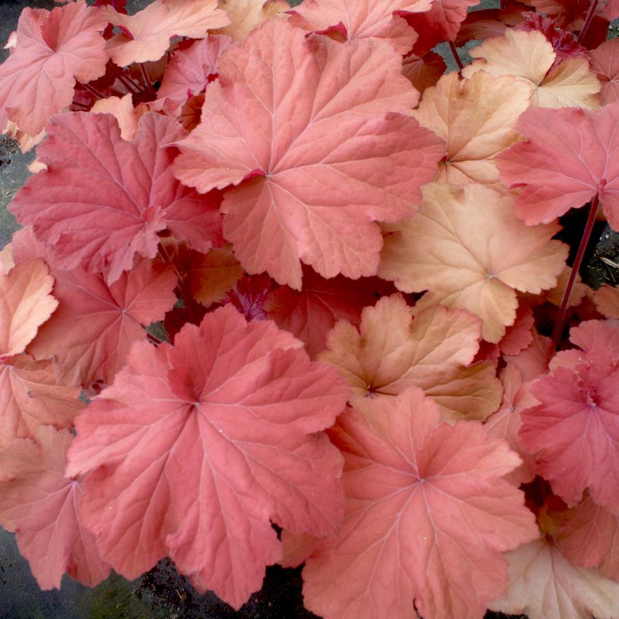 Heuchera villosa Mega Caramel