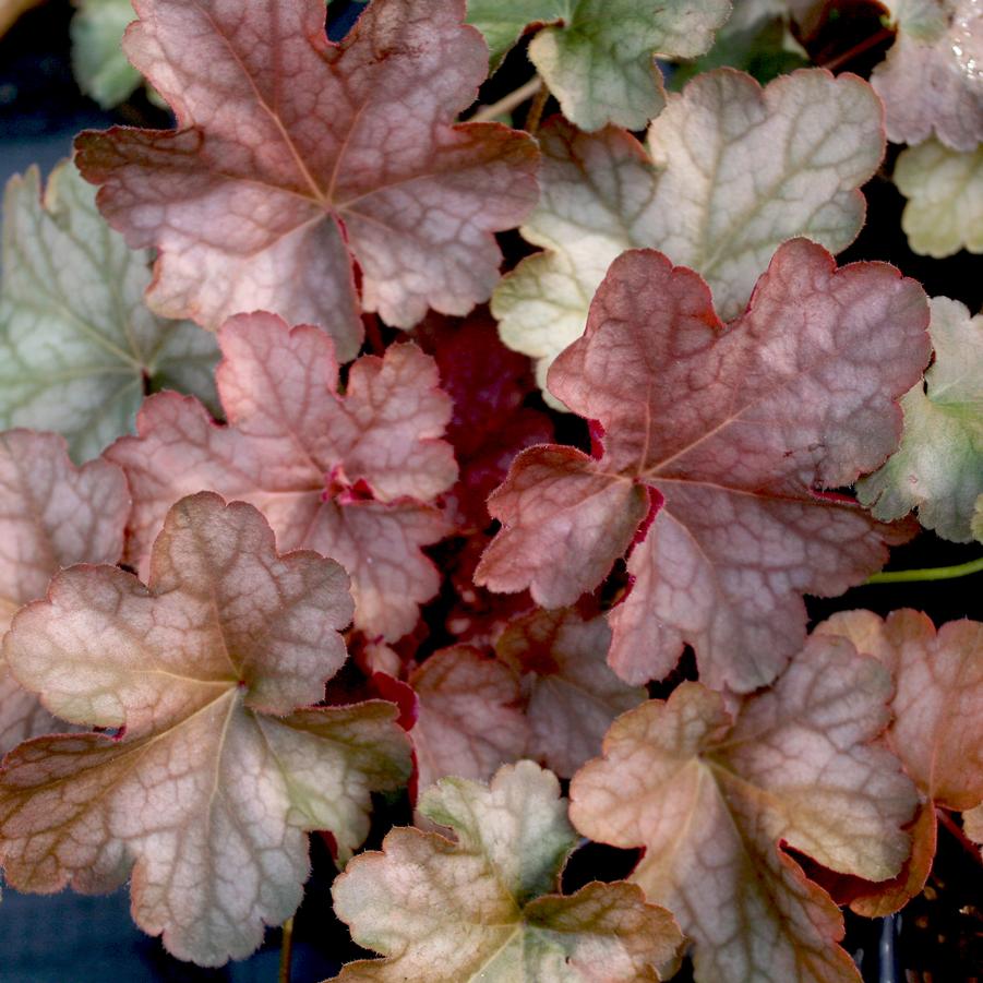 Heuchera villosa Pinot Gris