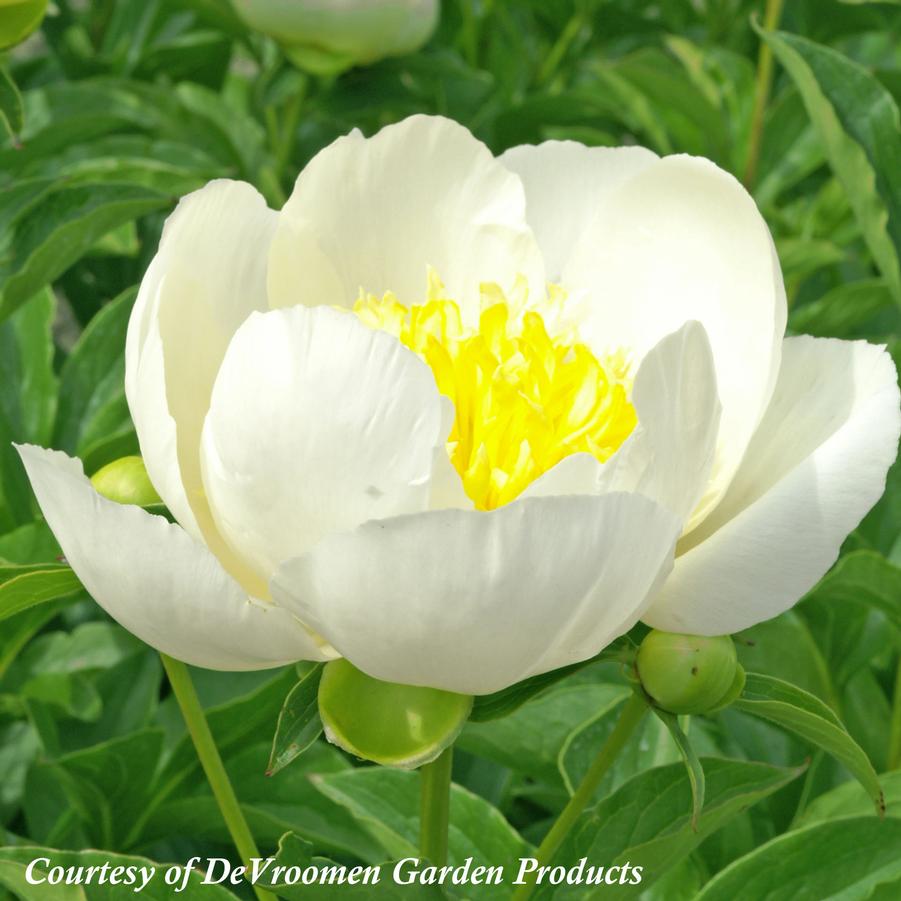 Paeonia lactiflora Jan Van Leeuwen