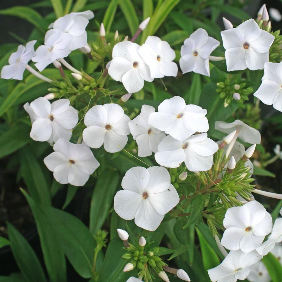 Phlox 'Fashionably Early Crystal' Hardy Phlox from Sandy's Plants