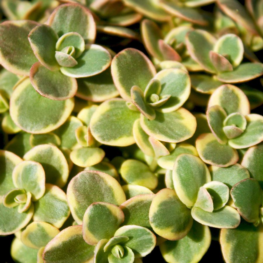 Sedum Lime Twister