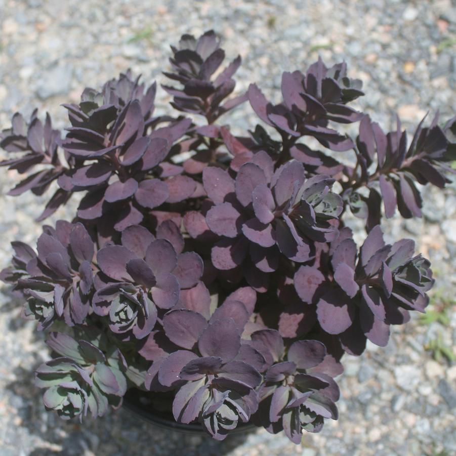 Sedum Plum Dazzled