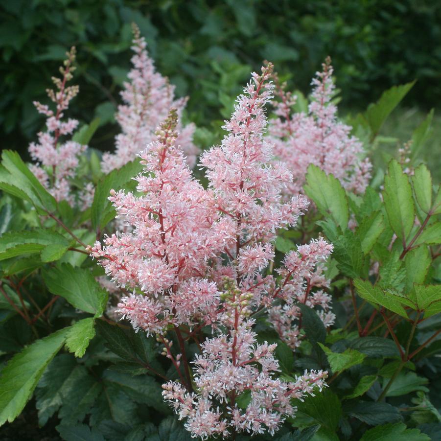 Astilbe arendsii Look at Me