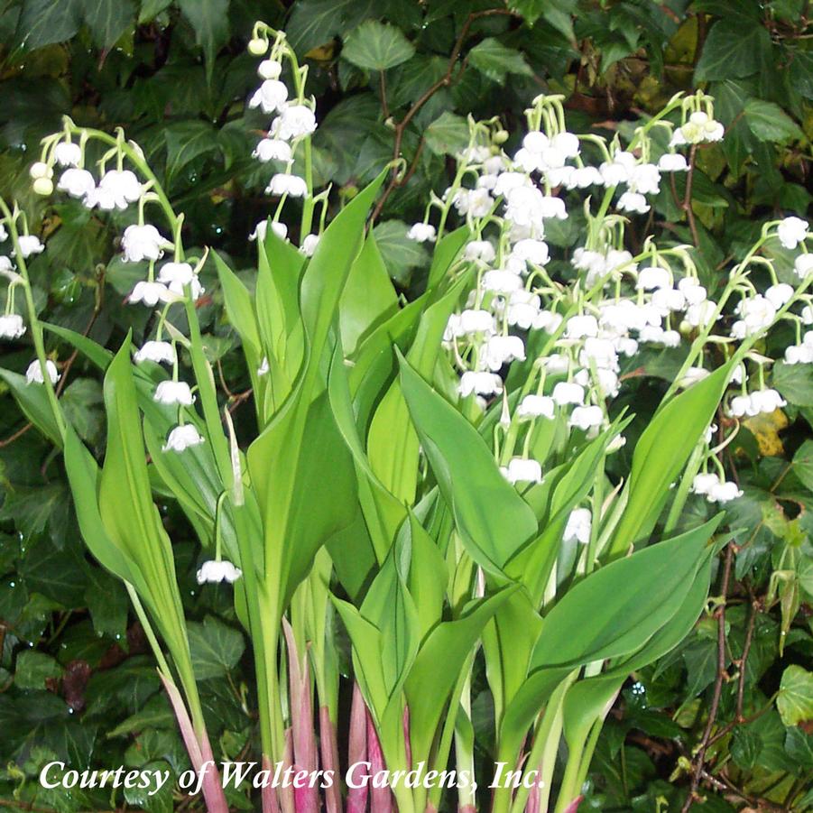 Convallaria majalis Bordeaux