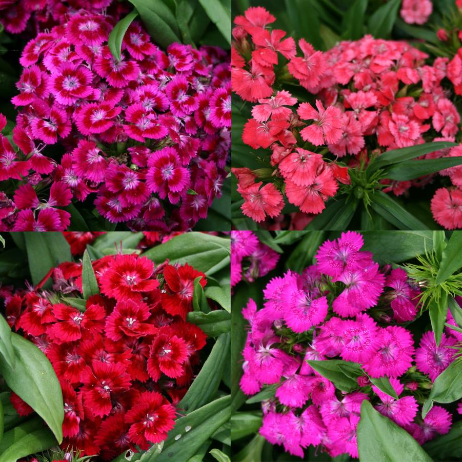 Dianthus barbatus Barbarini Mix