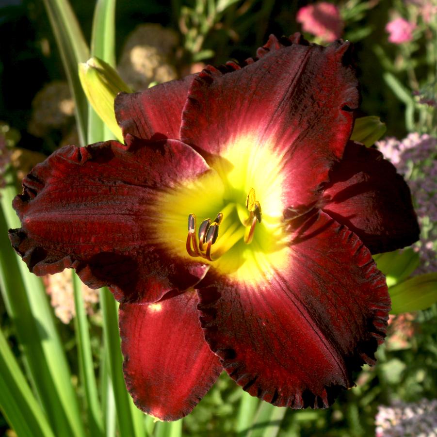 Hemerocallis Midnight Raider