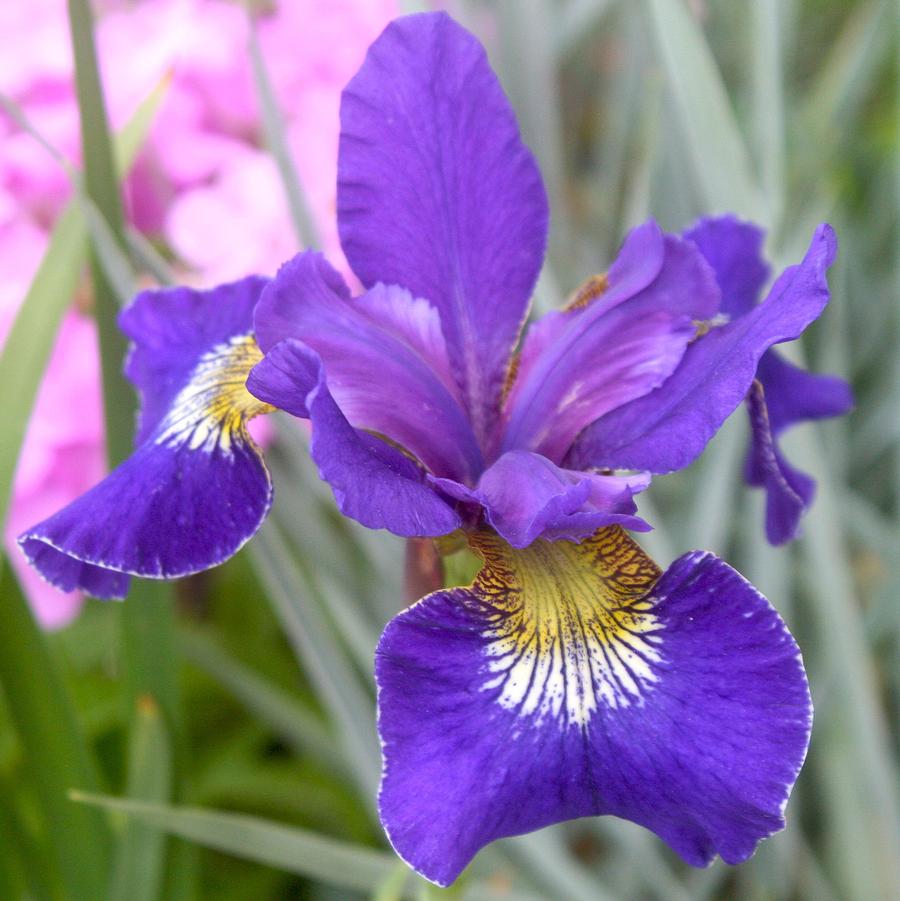 Iris sibirica Golden Edge