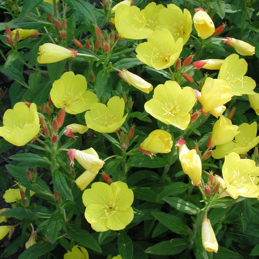 Oenothera fruticosa Fireworks