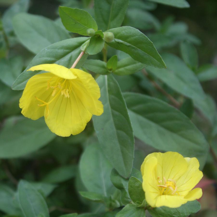 Oenothera fruticosa 