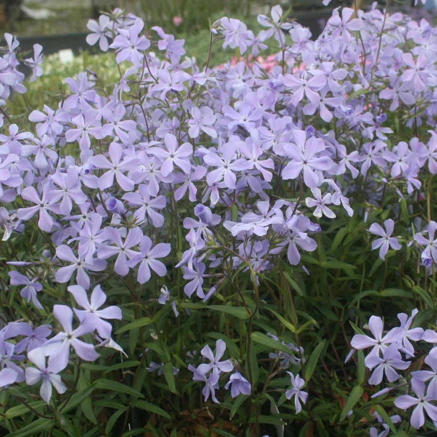 Phlox laphamii Blue Buttons