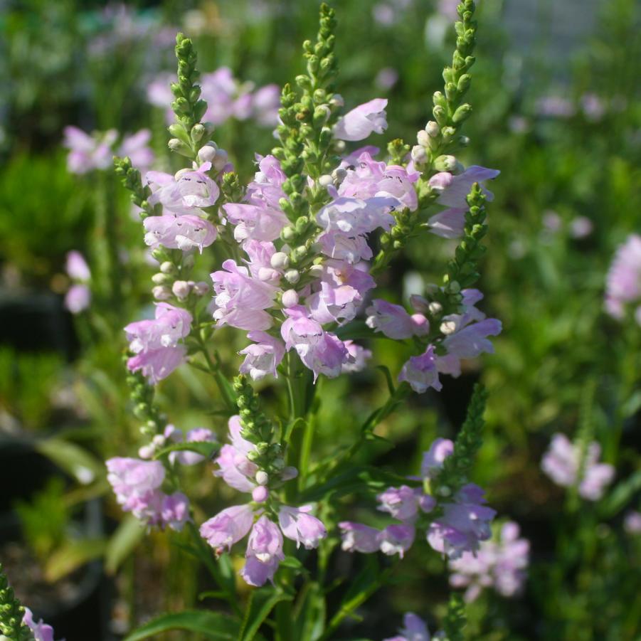 Physostegia virginiana Pink Manners